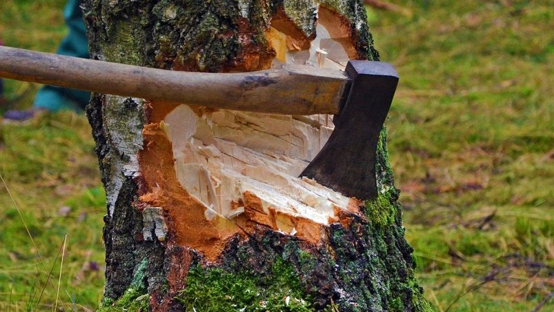 В Магаданской области возбуждено уголовное дело о незаконной рубке леса