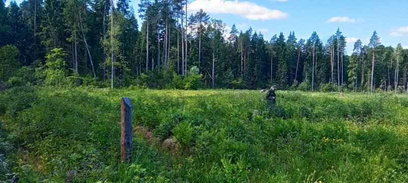 В Палаткинском лесничестве устранили нарушения санитарной безопасности