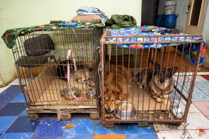 Магаданская облдума приняла поправки в законы об обращении с животными без владельцев