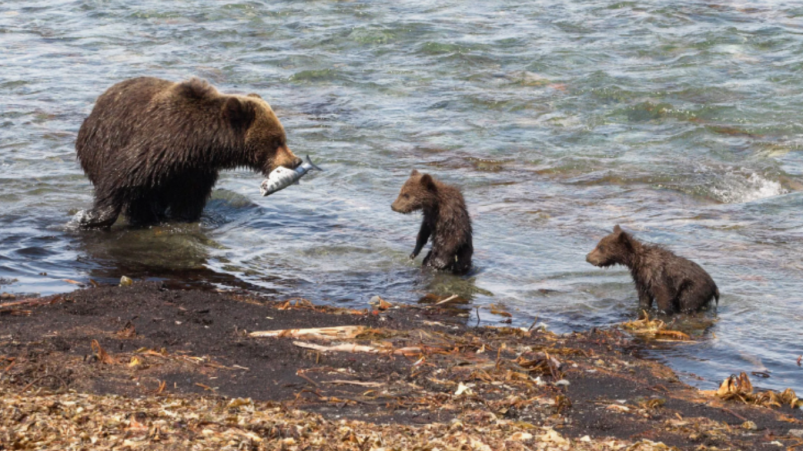 В Магаданской области продолжают отслеживать медведей, представляющих угрозу
