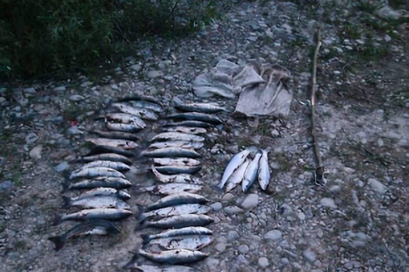 На реке Ола у браконьеров изъяли 35 экземпляров горбуши и 4 мальмы