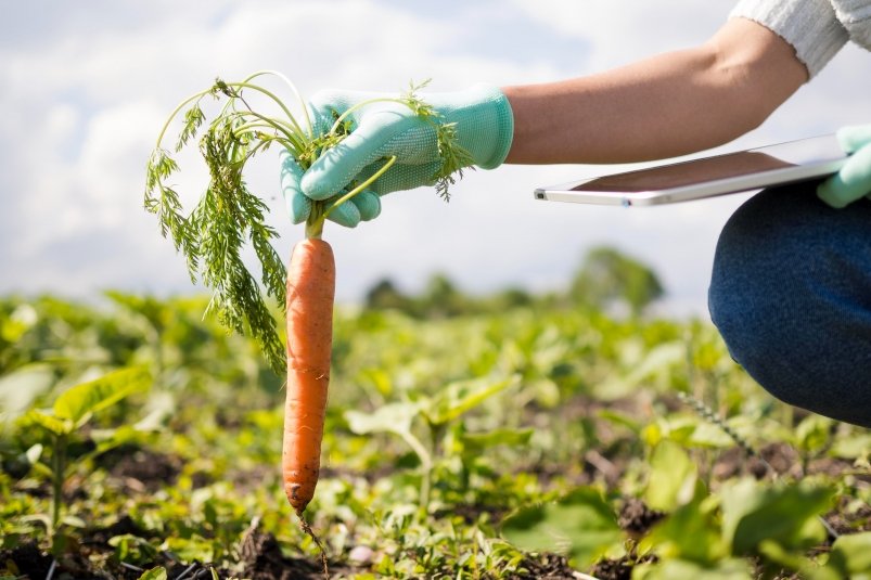 Выращиваем здоровый урожай: Морковь будет ровной и сочной — натуральная подкормка