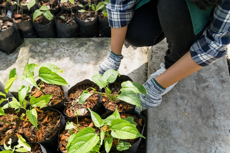 Самая важная подкормка для томатов и огурцов после высадки — не упустите момент