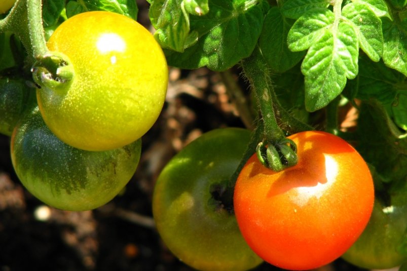 3 классных сорта томатов: Растут даже в камнях, опыления не просят, плодами валят неистово