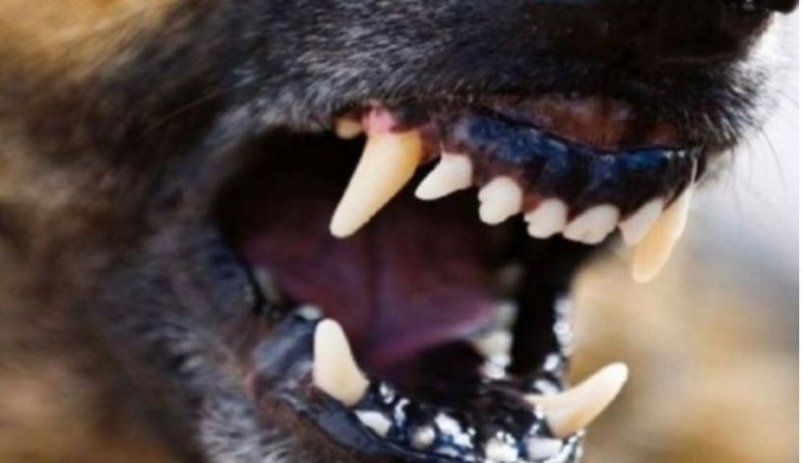 В Сусуманском округе проведены рейды по отлову агрессивных собак