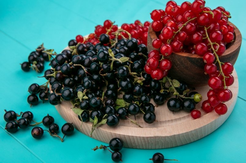 Урожая не будет, кусты зачахнут: Рядом со смородиной это нельзя сажать категорически