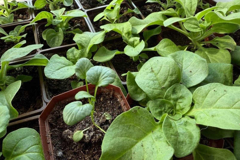 Май — это уже поздно: 10 культур, которые нужно срочно посадить в апреле