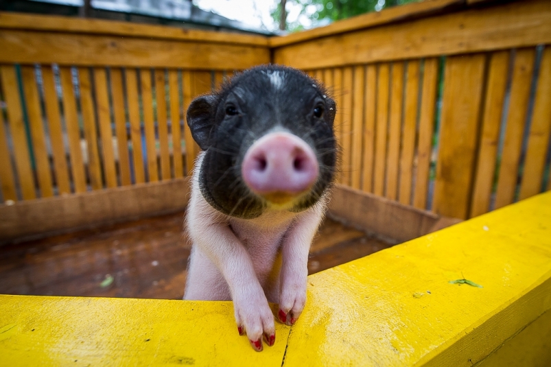 Более 3,6 тысячи свиней содержались в подсобных хозяйствах Магадана 78 лет назад