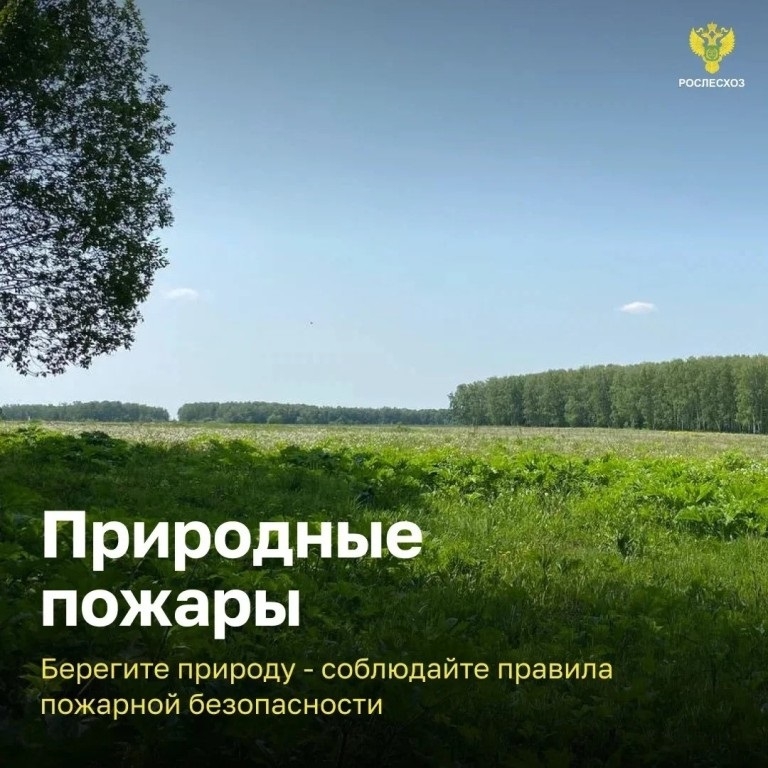Магаданцам напомнили правила поведения в лесах Источник