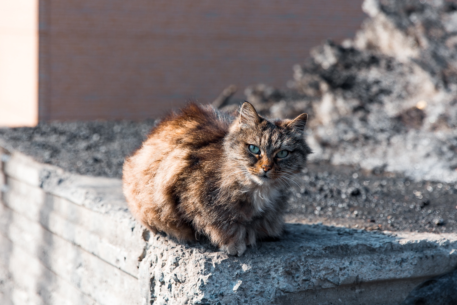 Кошка ИА PrimaMedia